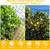 BSTPCOO Bird Nets 25'x100' with 1" Mesh, Nylon Poultry Net Over Chicken Run