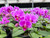 Peter's 10-30-20. 2 Pounds. Blossom Booster Water Soluble Fertilizer with Micro Nutrients.