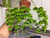 Peter's 10-30-20. 2 Pounds. Blossom Booster Water Soluble Fertilizer with Micro Nutrients.