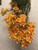 Peter's 10-30-20. 2 Pounds. Blossom Booster Water Soluble Fertilizer with Micro Nutrients.