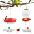 eWonLife 2 Pack 16 oz Saucer Hummingbird Feeders for Outdoors, Garden Decor