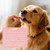 TTLXRL Dog Allergy Chews 200 Soft Chews – Supports Skin Comfort & Seasonal Allergy Support