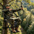 Tree Stand Seat Replacement with Storage Pocket 16.5*13inch Universal Replacement Treestand Seat with Adjustable Strap Lightweight Portable Hunting Ladder Stand Accessories Fit Most Ladder Stand