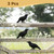 3 Pack Realistic Crow Decoy,Lifelike Black-Feathered Crows for Halloween