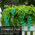 Climbing Jade Vine Seeds – 3 Healthy Seeds for Fast-Growing, Hardy Vines with Striking Jade-Green Flowers, Ideal for Trellises, Pergolas, Fences, and Gardens