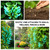 Climbing Jade Vine Seeds – 3 Healthy Seeds for Fast-Growing, Hardy Vines with Striking Jade-Green Flowers, Ideal for Trellises, Pergolas, Fences, and Gardens