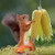 PFNRTH Bungee Squirrel Feeder for Outside, Cob Holder