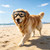 NAMSAN Large Clear Dog Goggles Eye Protection, Dog Sun Glasses Medium Large Breed UV Protection, Dog Sunglasses for Driving Cycling Windproof Dustproof, Adjustable, Easy to Wear, Transparent