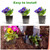 Yoption 6 Pack Plant Root Guard Baskets, Reusable Stainless Steel Wire Baskets Protect Plant Roots, Anti Gopher Wire Baskets for Underground Plants Trees Flowers Root, 5 Gallon