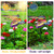 MorningRo 2 Pack Plant Shades Umbrellas Outdoor Sun Covers, Garden Yard Decorations, Large Iron Shade Umbrellas for Patio Outside Potted Plants(Butterfly)