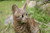 HiLine Gift Ltd. Sitting Bengal Cat Statue,Brown