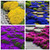 2000+ Mix Creeping Thyme Seeds Ground Cover for Planting - 4 Perennial Thyme Non-GMO Heirloom Blue, Purple, Red, Yellow Beautiful Flower 2000+ Mix Creeping Thyme Seeds Ground Cover for Planting - 4 Perennial Thyme Non-GMO Heirloom Blue, Purple, Red, Yellow Beautiful Flower