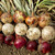 Non-GMO Onion Sets, 8 oz, Red, White, Yellow Mix, 60+ Bulbs, Home Garden Assortment, Planting Guide Included, Stargazer Perennials Non-GMO Onion Sets, 8 oz, Red, White, Yellow Mix, 60+ Bulbs, Home Garden Assortment, Planting Guide Included, Stargazer Perennials