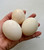 3 Fertile Duck Eggs for Hatching - From Free Range Birds - Shipped in Foam