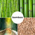 200+ Fresh Giant Bamboo Seeds for Planting - Quick Growth and Winter Hardy Privacy Screen, Good for Environment