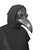 Stegosaurus Plague Doctor Bird Mask Long Nose Beak Cosplay Steampunk Halloween Costume Props Latex Material
