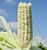 USDA, Organic, Silver, Hawaiian #9, Super, Sweet Corn, Heirloom, Open Pollinated, Non GMO