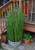 10 X Horsetail Plants for Koi Pond Bamboo