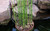 10 X Horsetail Plants for Koi Pond Bamboo