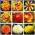 200 Pcs Mixed Marigold Seeds Flower to Plant Bonsai Home Decor