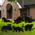 6-Piece Halloween Black Cat Yard Signs with Stakes Decorations - 6 Assorted Designs 15 x 12 Inches Large Scary Cat Signs Silhouette for Outdoor Garden, Lawn, Patio, and Halloween Party Favor