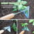Berry&Bird Triangle Hand Hoe, 15.2'' Winged Weeder Garden Hoes with Short Wood Handle, Gardener Stainless Steel Warren Hoe, Garden Weeder Hoe Tool for Quickly Weeding, Edging and Gardening Tools Berry&Bird Triangle Hand Hoe, 15.2'' Winged Weeder Garden Hoes with Short Wood Handle, Gardener Stainless Steel Warren Hoe, Garden Weeder Hoe Tool for Quickly Weeding, Edging and Gardening Tools