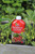 Vitax Organic Liquid Strawberry Feed, 1l