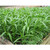 100g - 2000++ Hat Giong Rau Muong La TRE. Kong Xin CAI, Ong Choy Seeds, Kangkong Seeds 95% Germination Rate in The USA