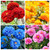 1000+ Perennial Marigold Flower Seed for Planting Outdoor-Attracts Bees&Butterflies Fragrant Butterfly