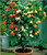 KIRA SEEDS - Seeds Flowering Maple Mix Abutilon Grow Indoor for Planting GMO Free (50 Seeds in Pack)