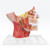 EVOTECH SCIENTIFIC Human Cranial and Autonomic Nerves Anatomical Model, Life Size Cranial Anatomical Model with Stand Manual for Medical Teaching Learning Education Display Tool