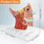 EVOTECH SCIENTIFIC Human Cranial and Autonomic Nerves Anatomical Model, Life Size Cranial Anatomical Model with Stand Manual for Medical Teaching Learning Education Display Tool