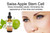 Anti-Aging. DIY Swiss Apple Stem Cell 100% Serum Booster. Remove Wrinkles, Rebuild Collagen & Elastin