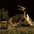 Elusive Wildlife Buck Oil - Liquid Deer Attractant