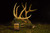Elusive Wildlife Buck Oil - Liquid Deer Attractant