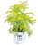 Proven Winners - Sambucus racemosa Lemony Lace (Elderberry) Shrub, , #3 - Size Container