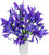Stargazer Barn Be My Roman Empire Bouquet Telstar Iris Fresh Flowers, Fresh Cut Flowers for Longer Life - Bouquet of Flowers for Birthday, Anniversary, Get Well, Sympathy, Congratulations, Thank You