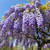 Stunning Live 1 Potted Chinese Blue Weeping Wisteria Tree Fresh Plant