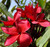 Tropical Hawaiian Plumeria Tree Plant Red Cutting Unrooted T7 Discount Hawaiian Gifts