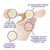Fix Toe 1 Toe Splint Plate Dysfunction and Plantar Plate Tear Toe Straightener - Toe Splint for Broken Toes - Toe Support for Pain - Foot Care Product