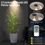 HAMVIDNE LED Spotlight, Rechargeable Battery Spot Lights with Remote, Uplighting Indoor, Stick Plant Spotlights for Wall Art Display Artwork Picture Painting-2Pack HAMVIDNE LED Spotlight, Rechargeable Battery Spot Lights with Remote, Uplighting Indoor, Stick Plant Spotlights for Wall Art Display Artwork Picture Painting-2Pack
