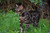 Beau's Bells 2 Extra Loud Cat & Dog Bells | Pet Tracker | Save Birds & Wildlife | Luxury Handmade Copper (Small)