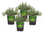 Bonnie Plants German Thyme Live Herb Plants - 4 Pack, Perennial In Zones 5 to 9, In Bouquet Garni; Aromatic Dishes