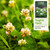 Survival Garden Seeds 1 Pack Dutch White Clover Seeds for Planting - with Instructions to Grow White Clover as Ground Cover, Erosion Control or Cover Crop – Non-GMO Heirloom Seed