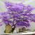 30+Ghost Purple MapleTree to Plant Outdoor-Rare Acer Palmatum Tree Hardy Non-GMO Heirloom Plant Decor Garden Home 30+Ghost Purple MapleTree to Plant Outdoor-Rare Acer Palmatum Tree Hardy Non-GMO Heirloom Plant Decor Garden Home