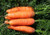 Giant Carrot Seeds Red Vegetable for Planting Giant Non GMO 2000 Seeds