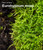 Live Moss Duo Pack 2 Types of Real Live Sheet/Sphagnum Moss for Terrariums, Terrarium Mosses Landscaping, Reptile Tank Accessories, Snake & Gecko Humidity Substrate Mosses for Crafts & Plant Décor