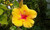 HAWAIIAN YELLOW HIBISCUS PLANT CUTTING ~ GROW HAWAII