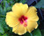 HAWAIIAN YELLOW HIBISCUS PLANT CUTTING ~ GROW HAWAII