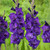 Garden State Bulb Purple Flora Gladiolus Flower Bulbs, 12/14cm, Spring Planting (Bag of 90)